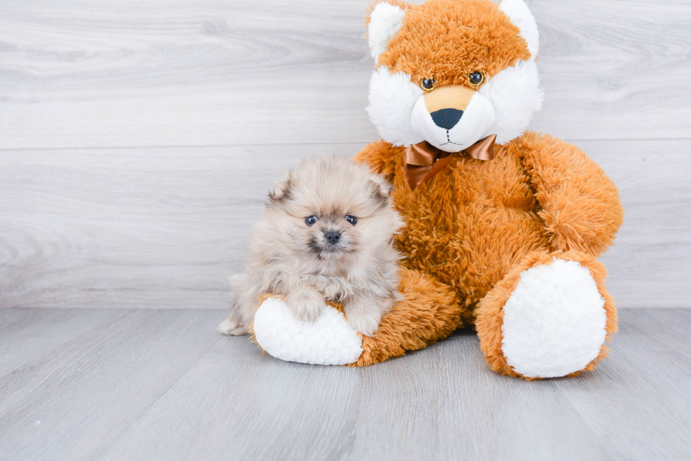 Sweet Pomeranian Purebred Puppy