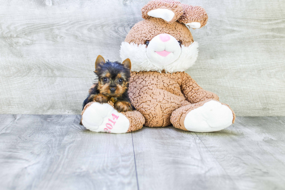 Meet Tinkerbell - our Yorkshire Terrier Puppy Photo 