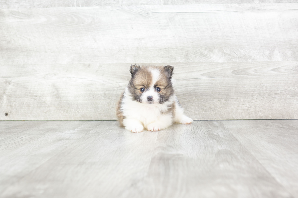 Pomeranian Puppy for Adoption