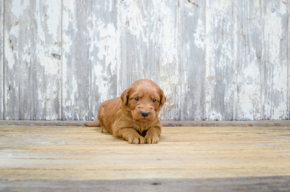 Mini Goldendoodle Puppy for Adoption