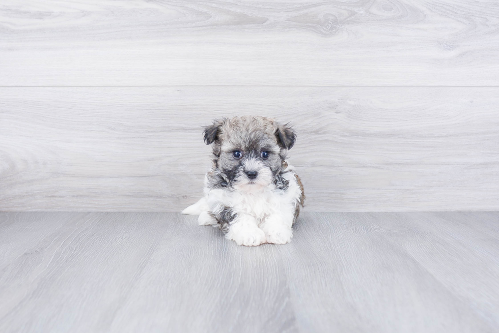Playful Havanese Purebred Pup