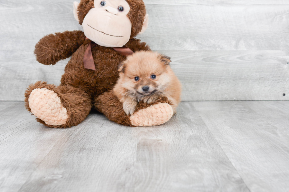 Little Pomeranian Purebred Pup