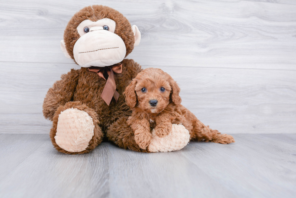 Hypoallergenic Cavoodle Poodle Mix Puppy