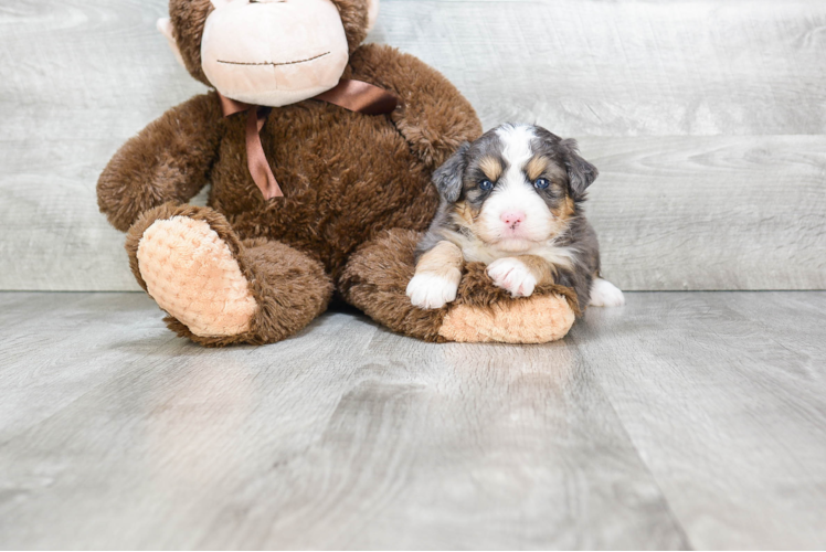 Little Bernadoodle Poodle Mix Puppy