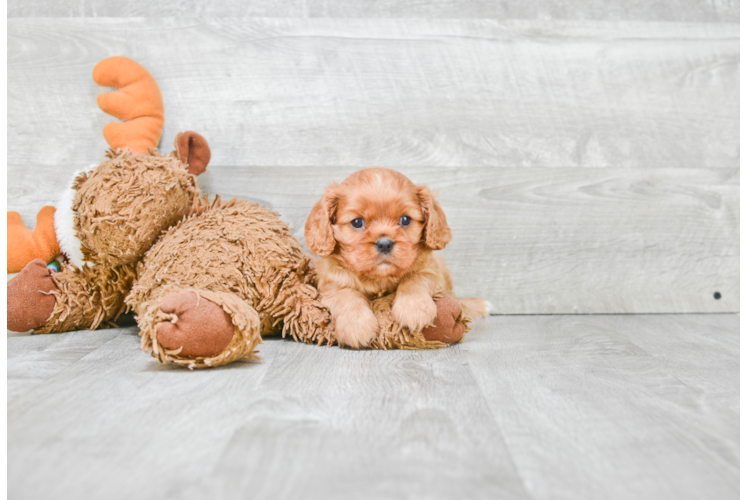 Best Cavalier King Charles Spaniel Baby