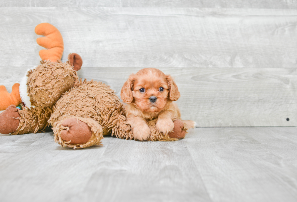 Best Cavalier King Charles Spaniel Baby