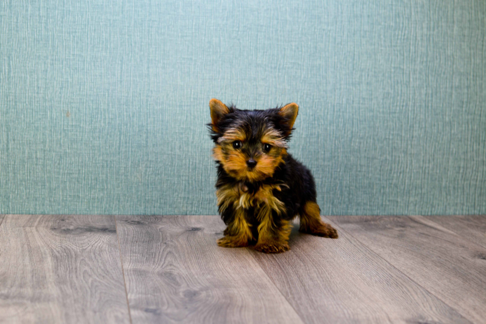 Meet Miss Perfection - our Yorkshire Terrier Puppy Photo 