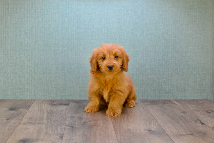 Adorable Golden Retriever Poodle Mix Puppy