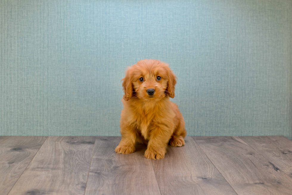 Adorable Golden Retriever Poodle Mix Puppy