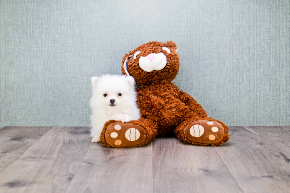 Pomeranian Puppy for Adoption