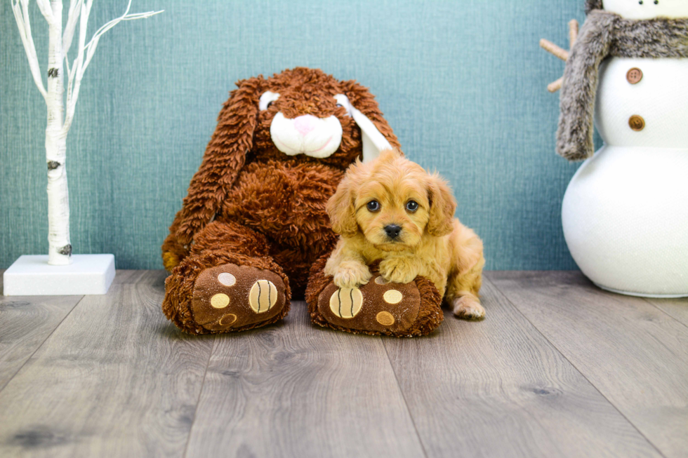 Cavapoo Pup Being Cute