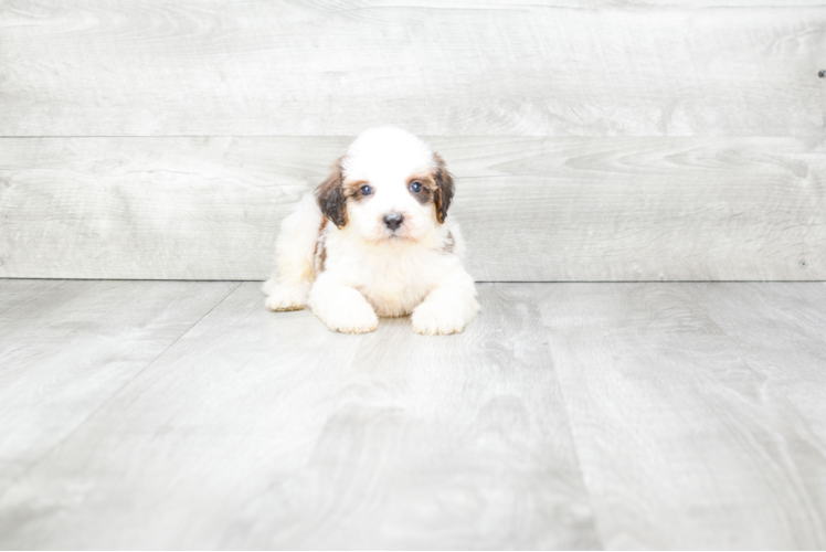 Smart Mini Bernedoodle Poodle Mix Pup