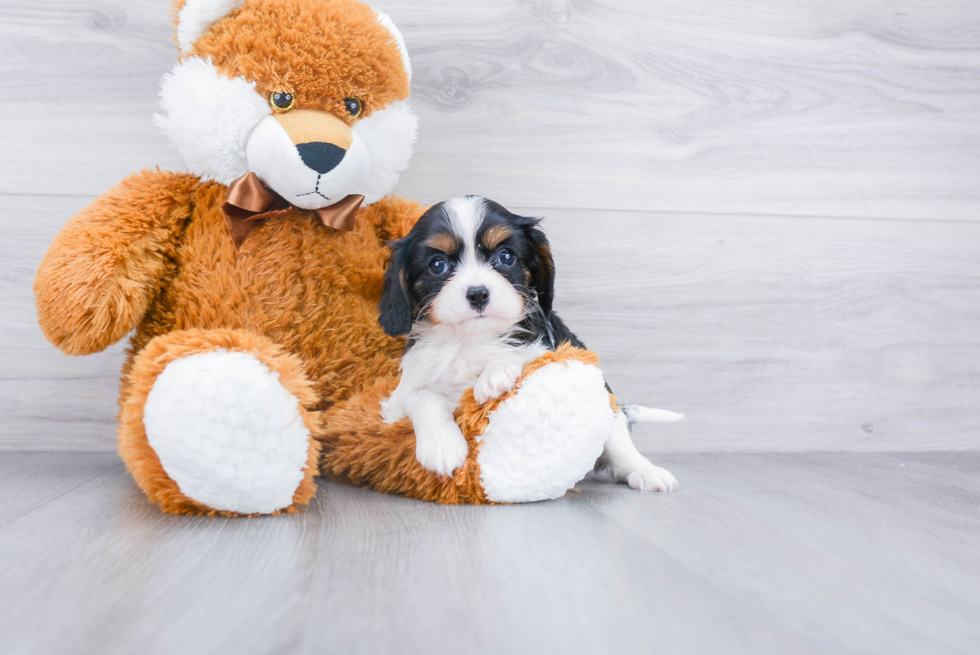 Friendly Cavalier King Charles Spaniel Baby