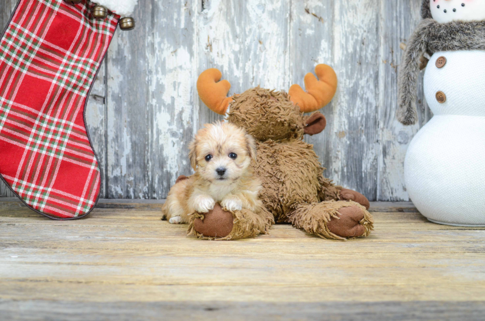 Morkie Pup Being Cute