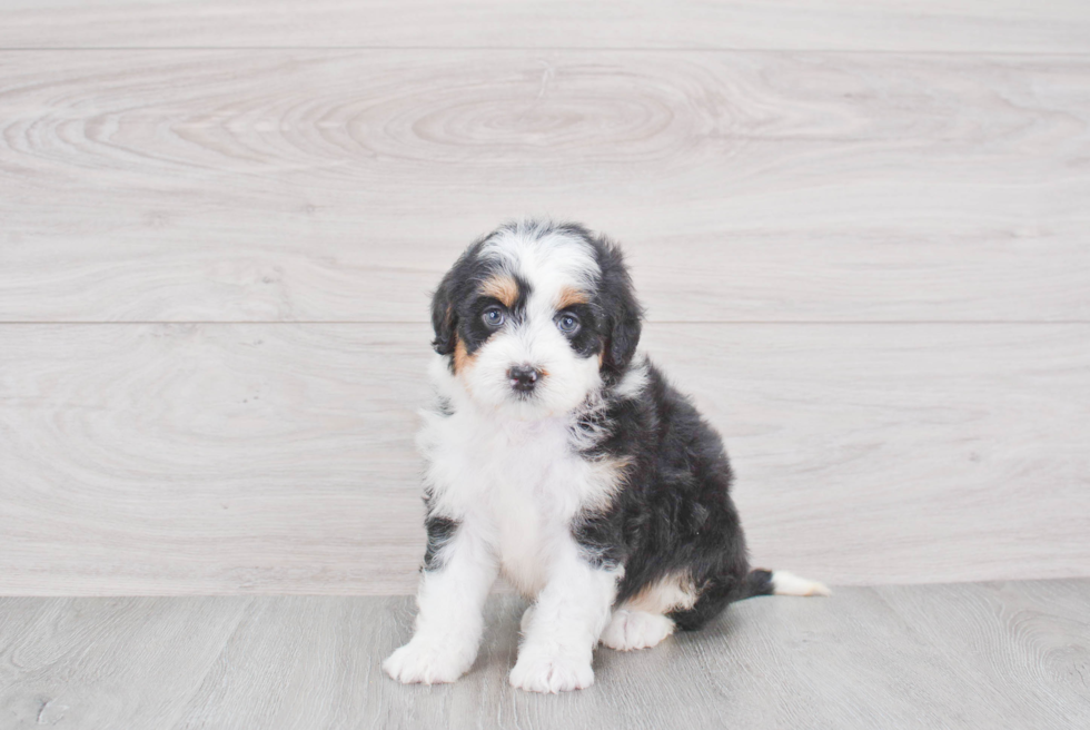 Energetic Mini Berniedoodle Poodle Mix Puppy