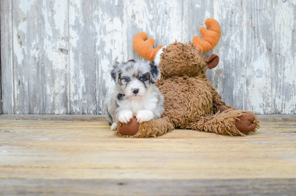 Hypoallergenic Aussiepoo Poodle Mix Puppy