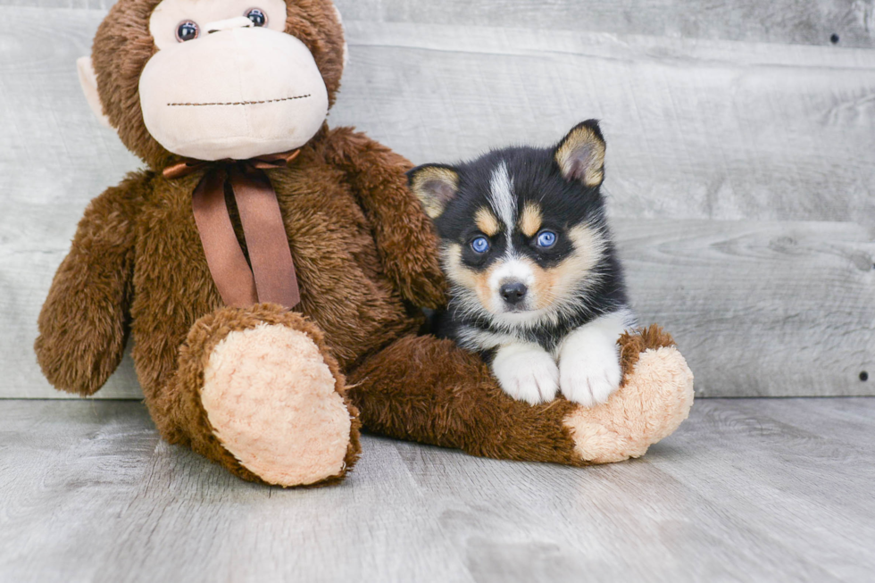 Pomsky Pup Being Cute