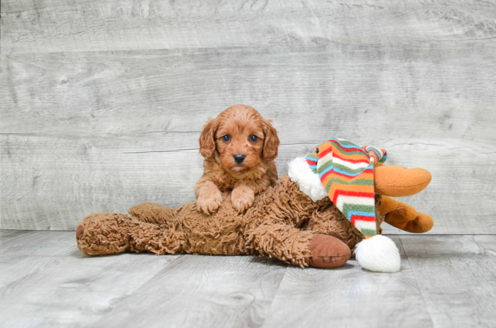 Cavapoo Pup Being Cute