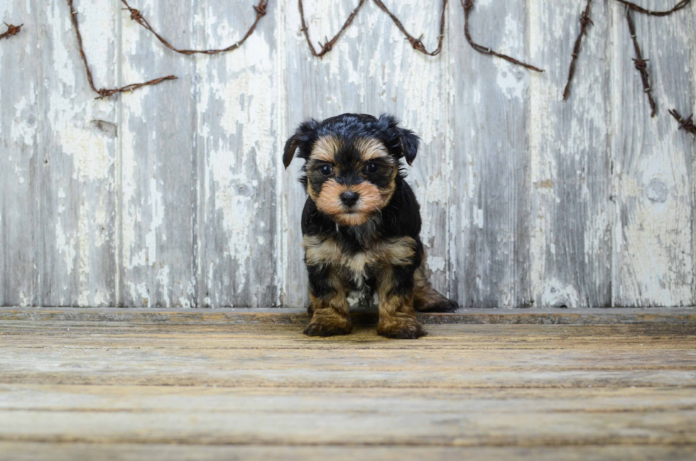 Adorable Yorkie Designer Puppy