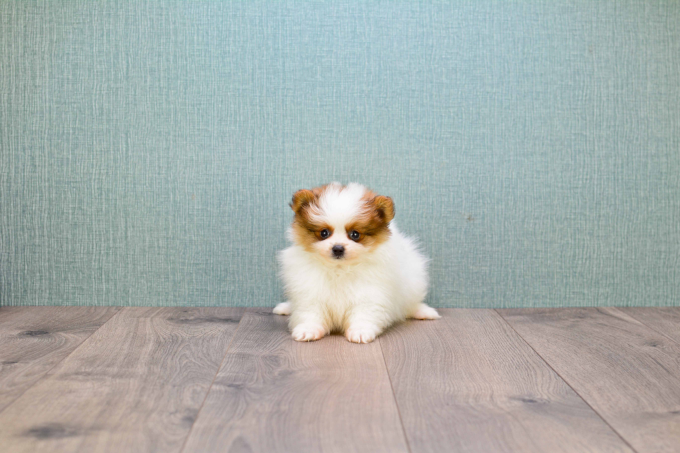 Fluffy Pomeranian Purebred Puppy