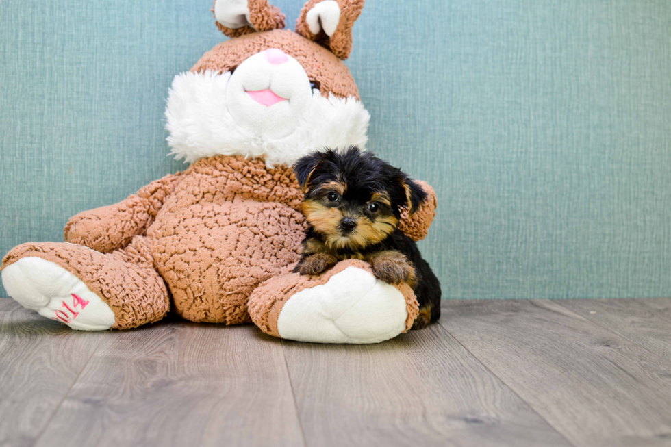 Meet Twinkle - our Yorkshire Terrier Puppy Photo 