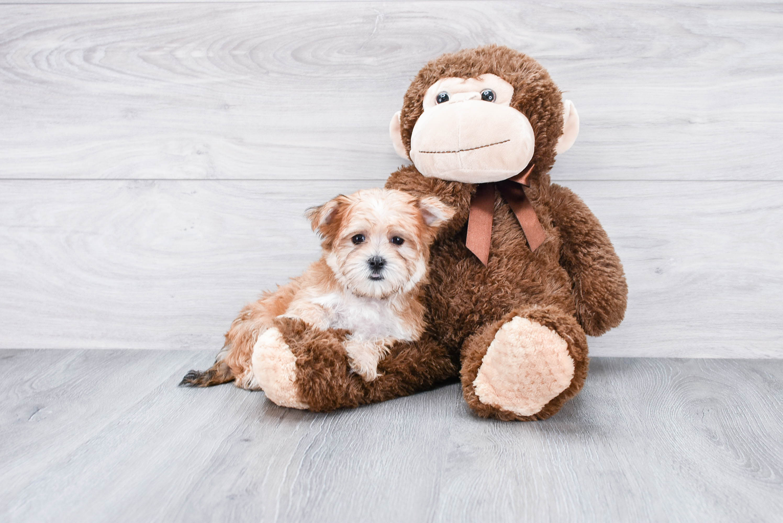 Morkie Puppy for Adoption