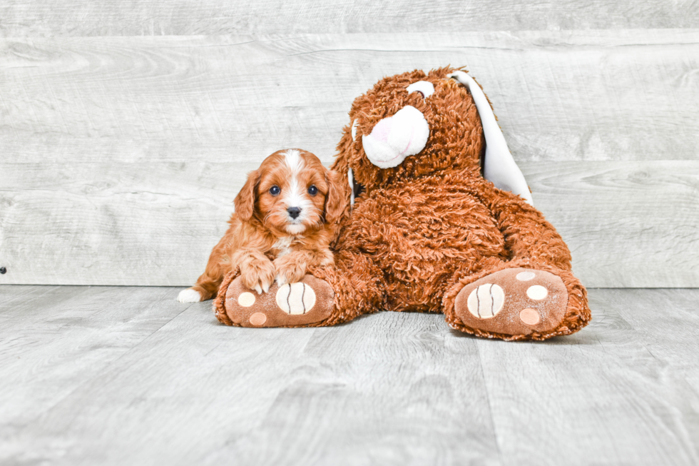 Best Cavapoo Baby