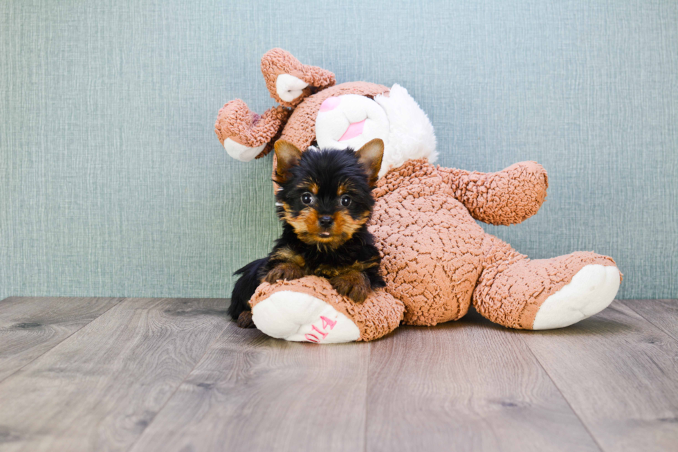 Meet Zoro - our Yorkshire Terrier Puppy Photo 