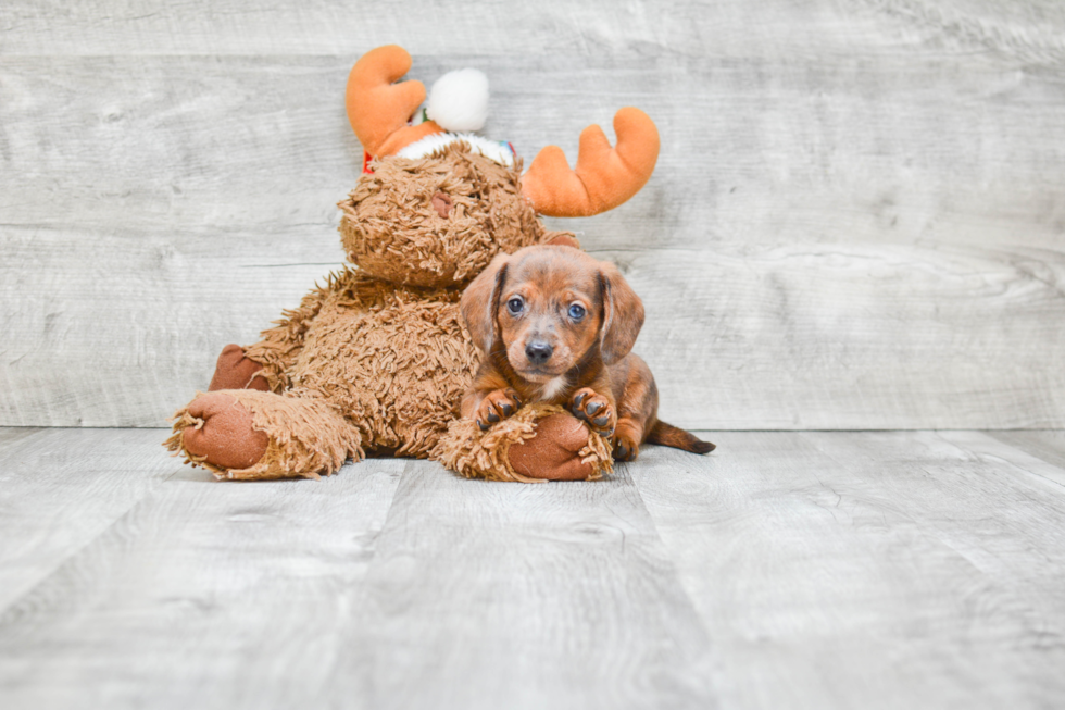 Cute Dachshund Purebred Puppy