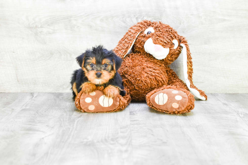 Meet Lisa - our Yorkshire Terrier Puppy Photo 