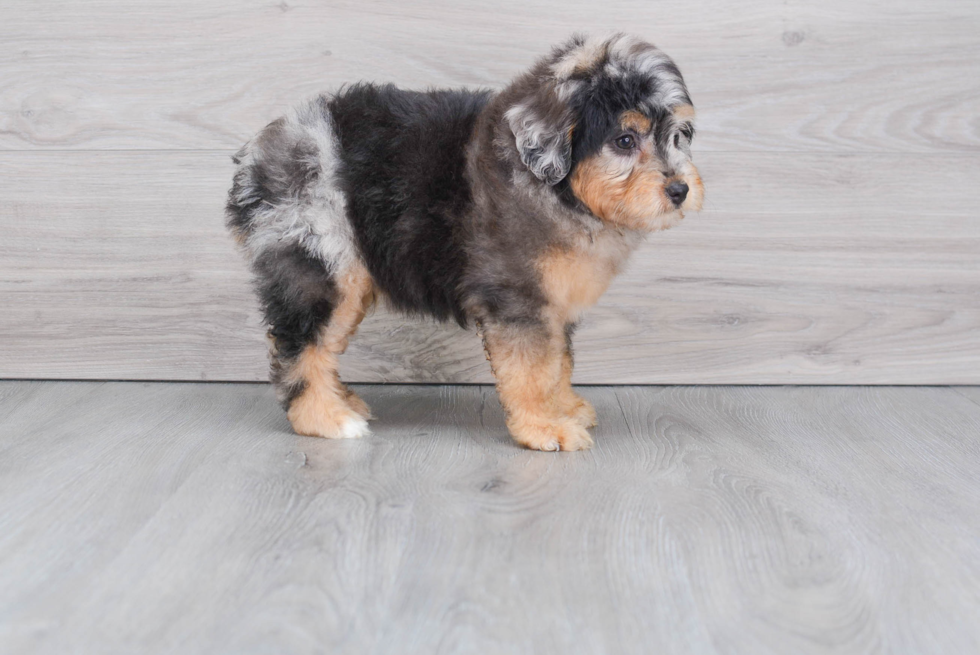 Cute Mini Aussiedoodle Baby