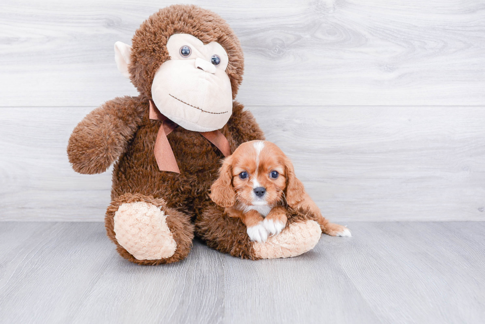 Best Cavalier King Charles Spaniel Baby