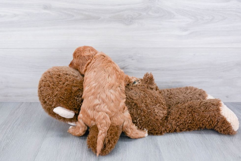 Happy Cavapoo Baby