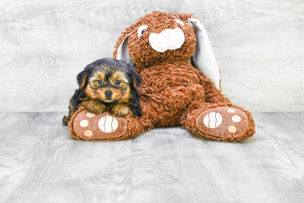 Meet Izzie - our Yorkshire Terrier Puppy Photo 