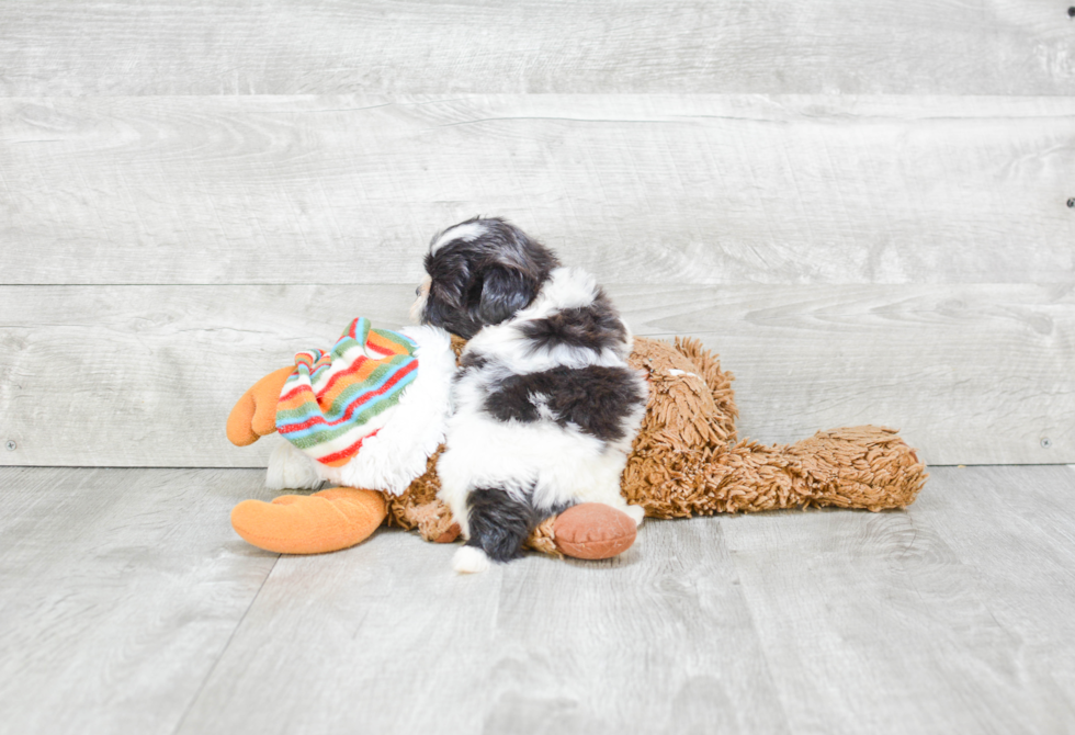 Teddy Bear Pup Being Cute