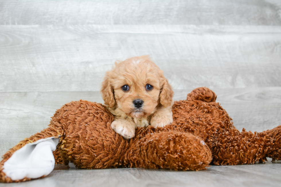 Cute Cavapoo Baby