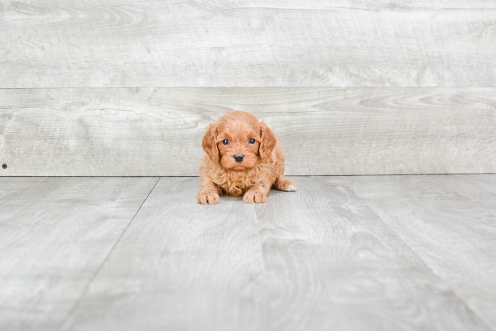 Playful Cavoodle Poodle Mix Puppy