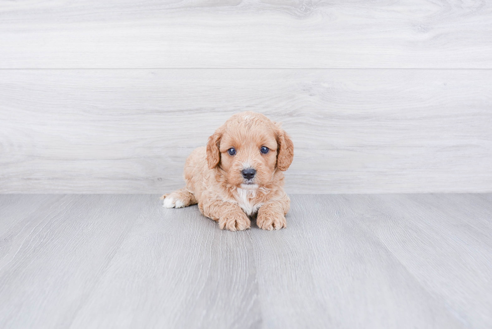 Energetic Cavoodle Poodle Mix Puppy