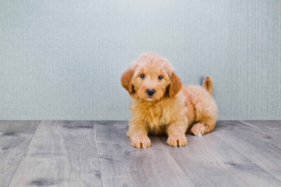 Best Mini Goldendoodle Baby