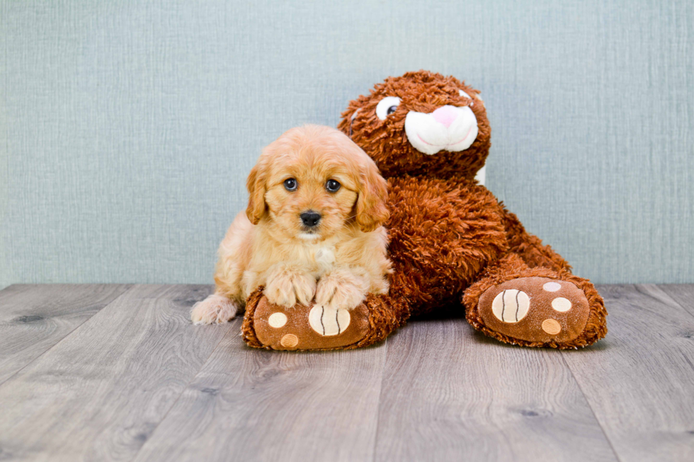 Petite Cavapoo Poodle Mix Pup