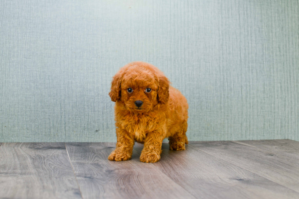 Best Mini Goldendoodle Baby