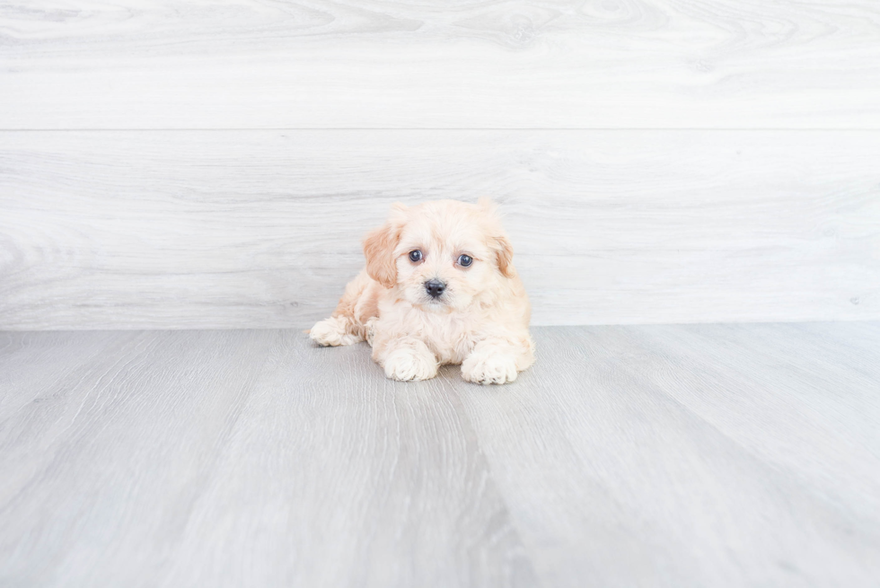 Popular Cavachon Designer Pup