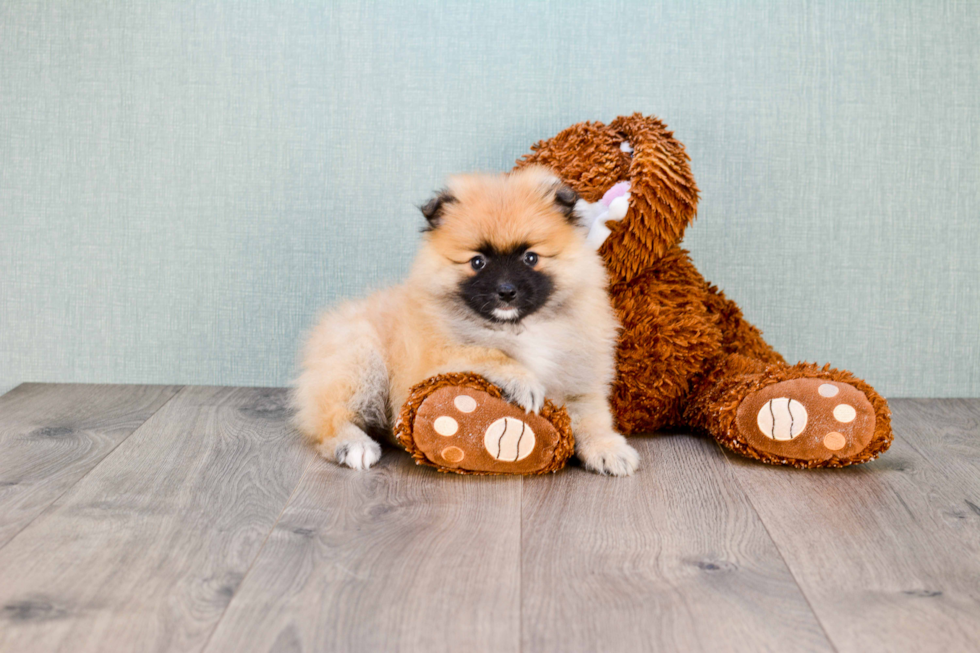 Best Pomeranian Baby