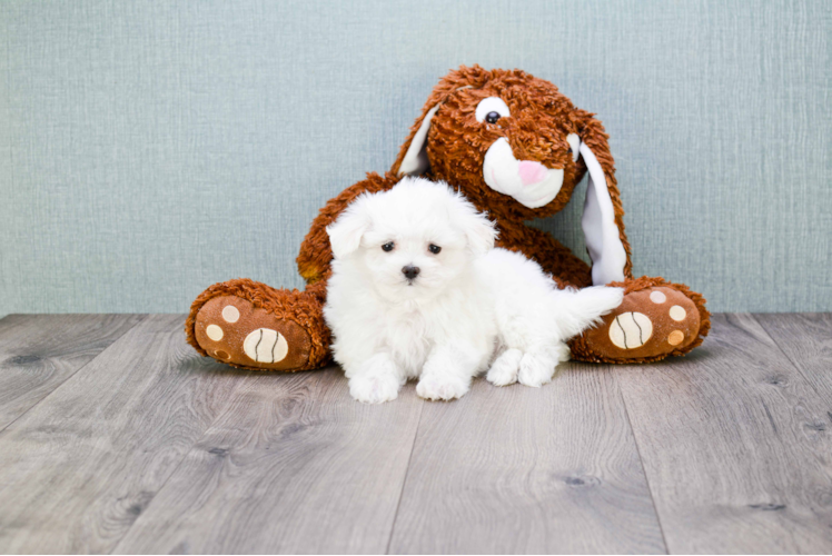 Best Maltese Baby