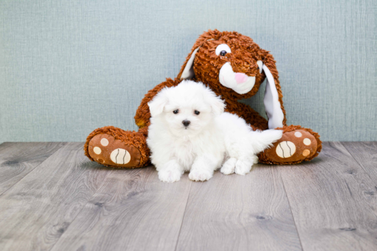 Best Maltese Baby