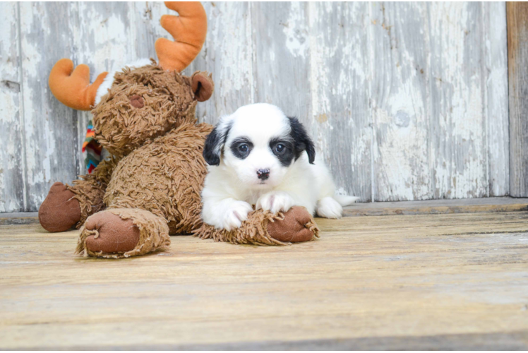 Happy Teddy Bear Baby