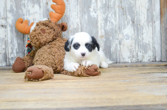 Happy Teddy Bear Baby