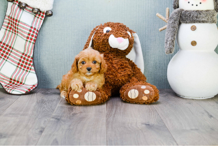 Small Cavapoo Baby