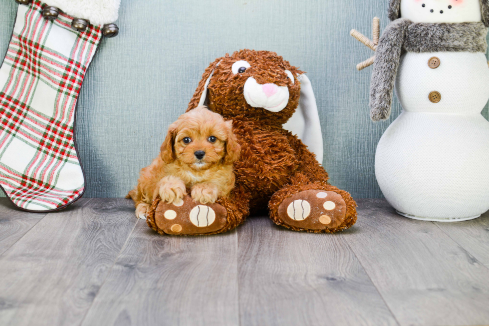 Small Cavapoo Baby