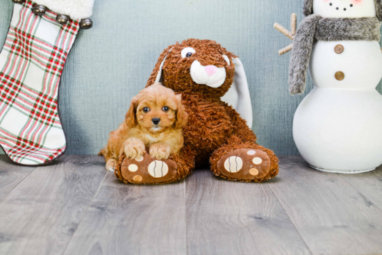 Small Cavapoo Baby